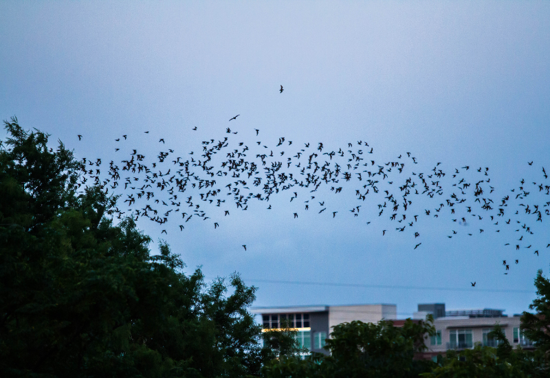 Congress Avenue Bridge Bats