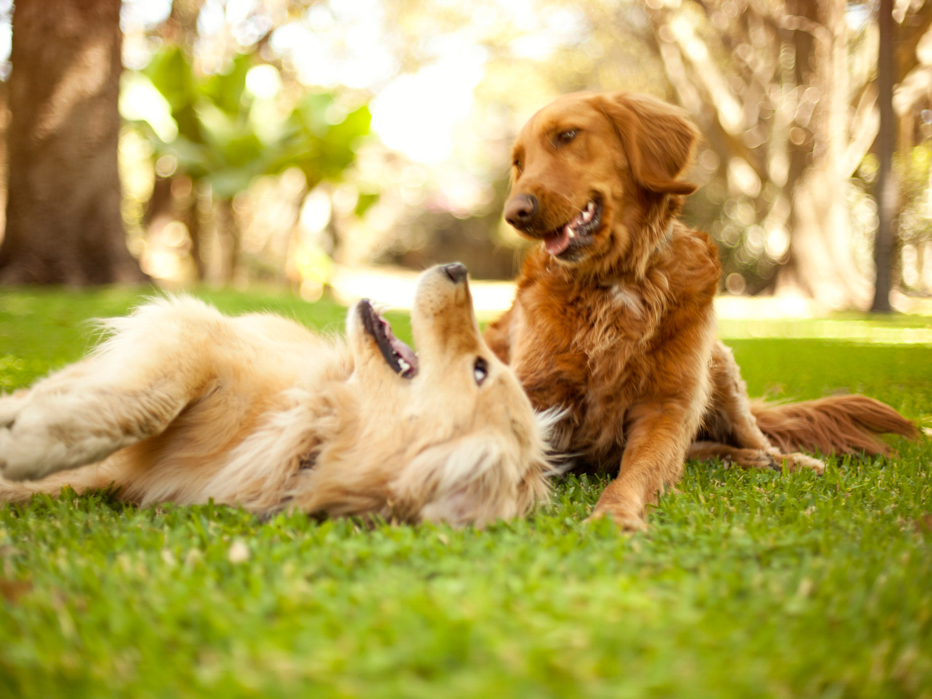 two dogs playing in grassy park lined with trees- lifestyle image for community fitness center in good year az new construction homes for sale coming soon founder incentives.